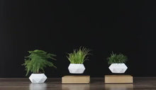 Load and play video in Gallery viewer, Levitating Bonsai Pot
